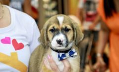 Bangu Shopping realiza feira virtual de adoção de pets