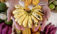 Caxias Shopping recebe tradicional feira com produtos agroecológicos