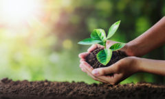 Maestro é primeira assessoria de investimentos a receber o selo de Sustentabilidade Carbon Free