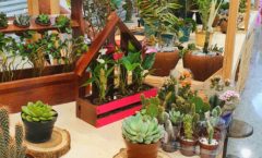 Carioca Shopping recebe edição especial da Feira das Flores