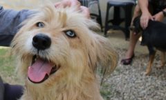 Via Parque Shopping realiza edição de setembro de Feira de Adoção Pet