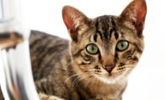 Recreio Shopping realiza campanha de adoção de animais