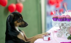 Dog Weekend retorna ao VillageMall com programação repleta de diversão para os pets