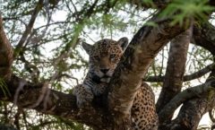SOS PANTANAL REALIZA NOVA EXPEDIÇÃO PARA ALERTAR SOBRE A NECESSIDADE DE SE PRESERVAR O BIOMA E DEFENDER SEU DESENVOLVIMENTO SUSTENTÁVEL