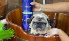 Day Spa para pets? Conheça os benefícios desse tipo de serviço