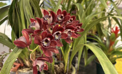 Shopping Jardim Guadalupe celebra Primavera com Feira de Orquídeas