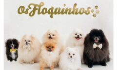 Os Floquinhos: a família de spitz alemão que conquistou a internet
